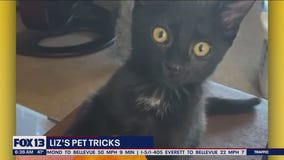 Liz's Pet Tricks for Wednesday, December 28