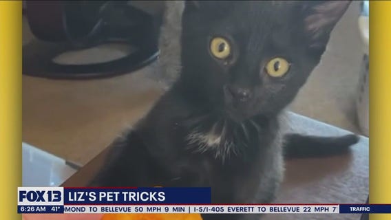 Liz's Pet Tricks for Wednesday, December 28