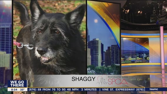 FurEver Home: Dec. 5, 2021