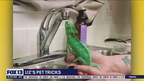 Liz''s Pet Tricks for Thursday, December 29
