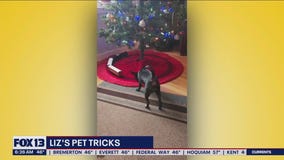 Liz's Pet Tricks for Friday, December 30