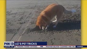 Liz's Pet Tricks for Thursday, January 5