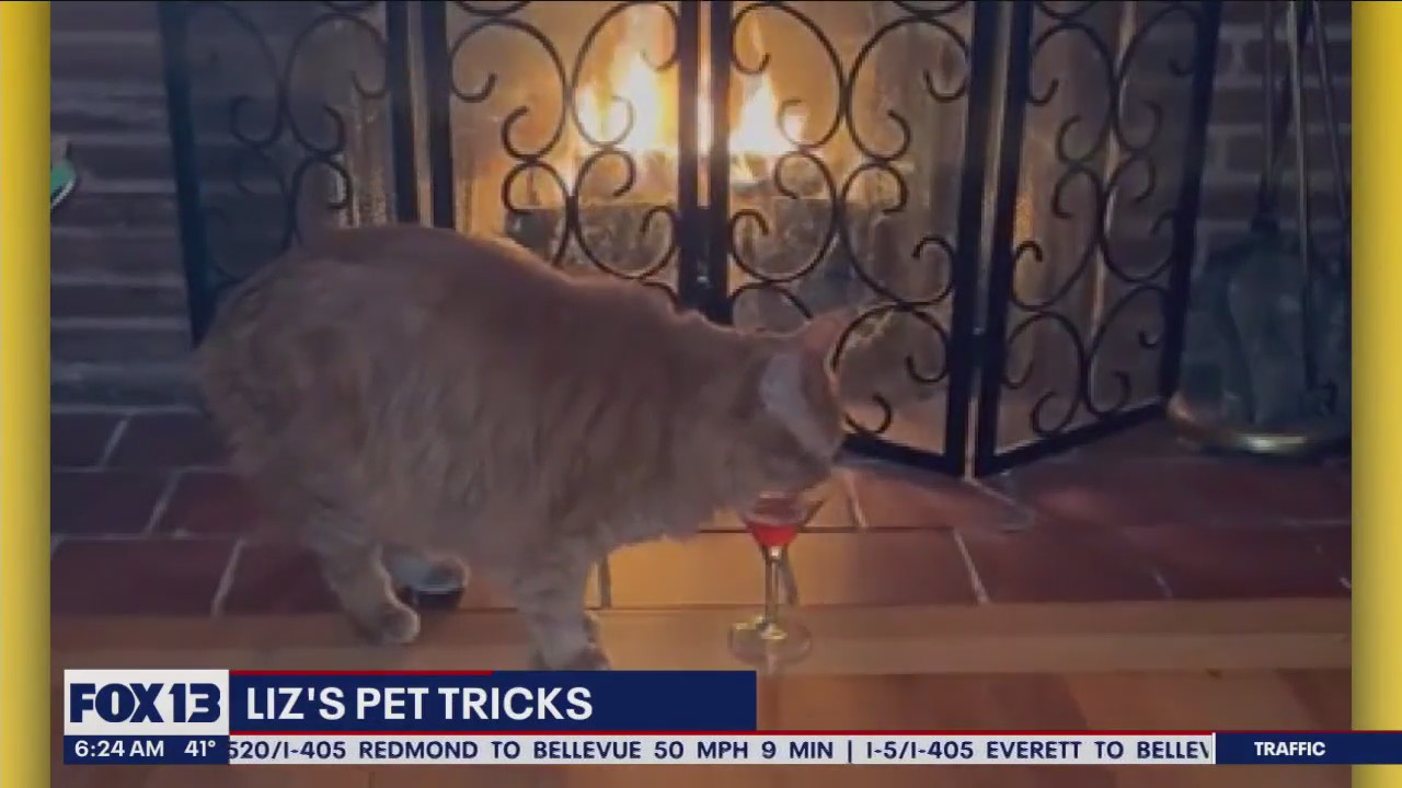Liz's Pet Tricks for Wednesday, January 4