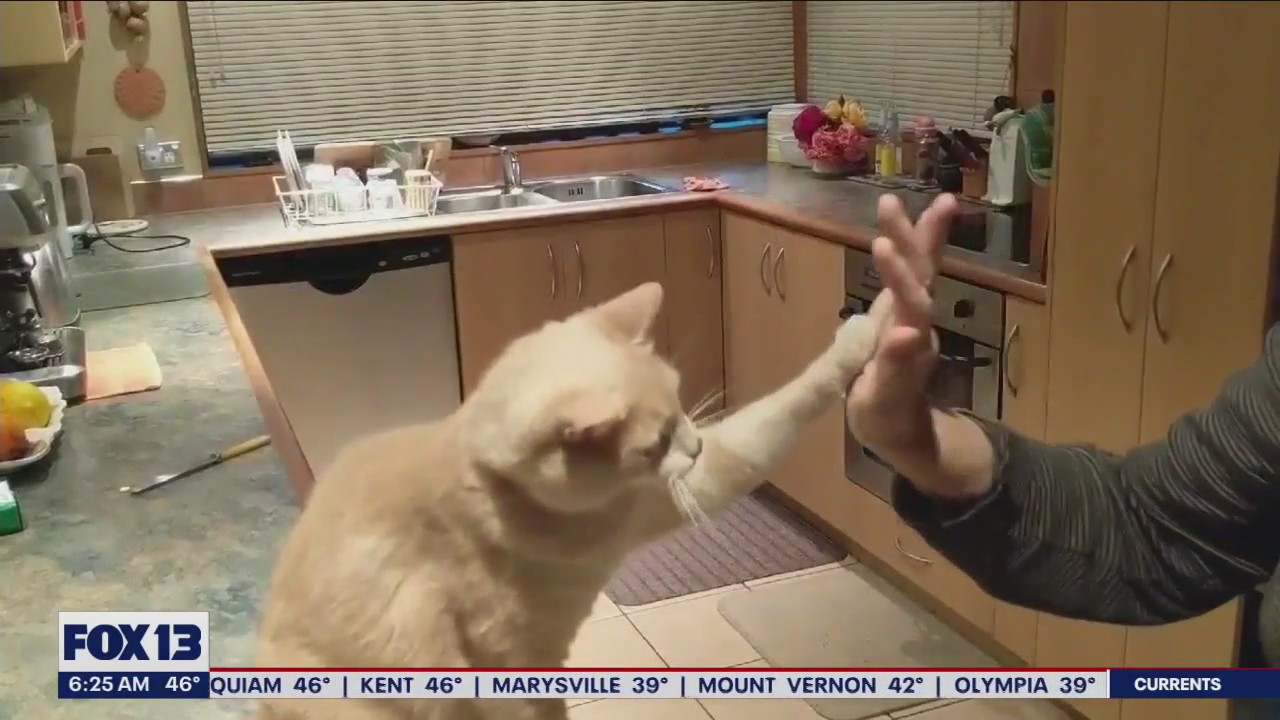 Liz's Pet Tricks for Monday, January 9