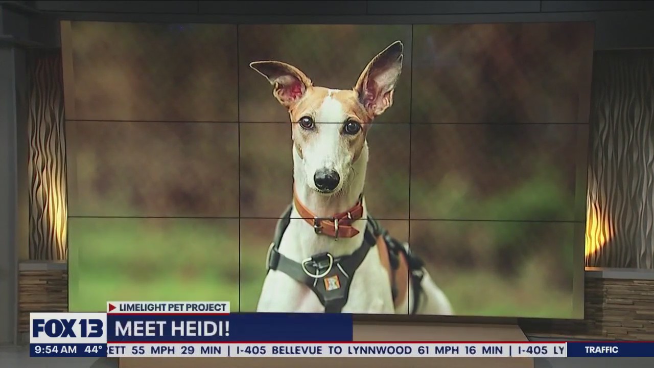 Pet of the Week: Heidi