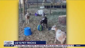 Liz's Pet Tricks for Tuesday, January 10