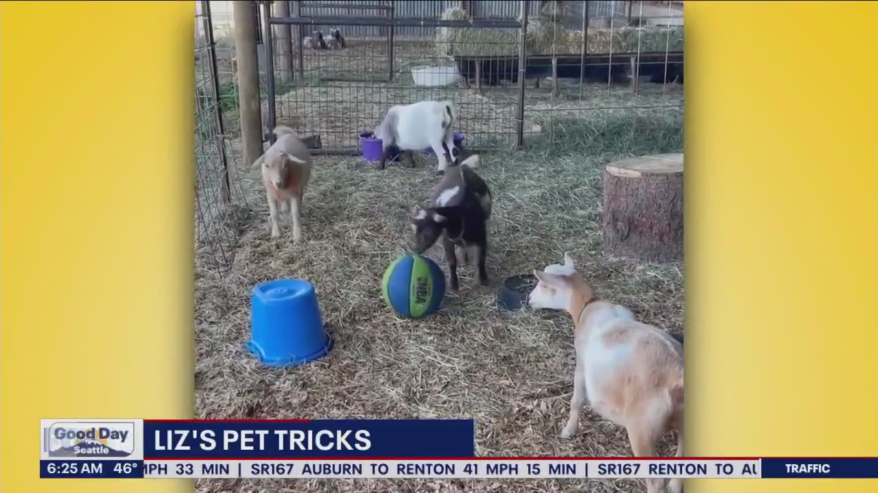 Liz's Pet Tricks for Tuesday, January 10
