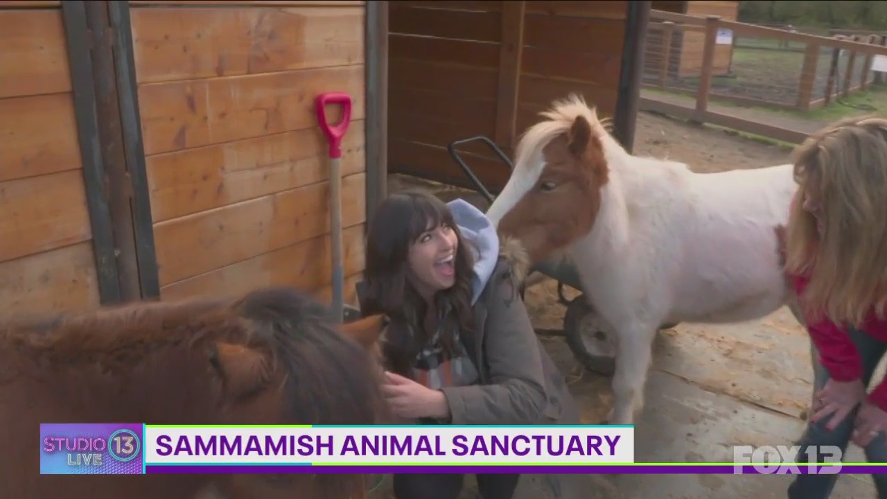 Carly visits Sammamish Animal Sanctuary where farm animals are stars of children's books! | Studio 13 Live
