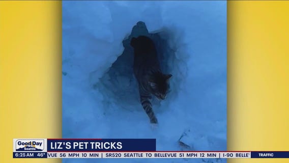 Liz's Pet Tricks for Wednesday, January 11