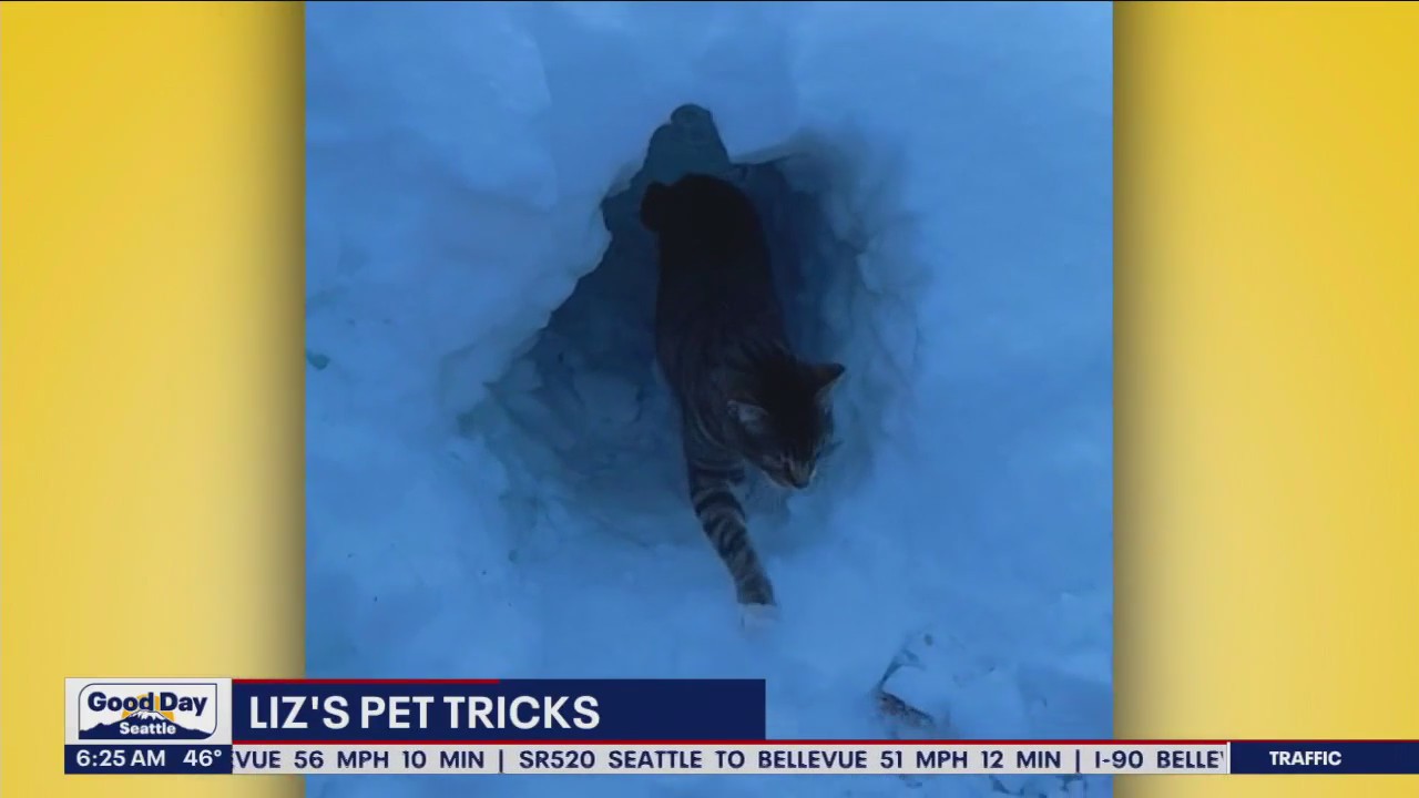 Liz's Pet Tricks for Wednesday, January 11