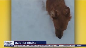 Liz's Pet Tricks for Tuesday, January 17