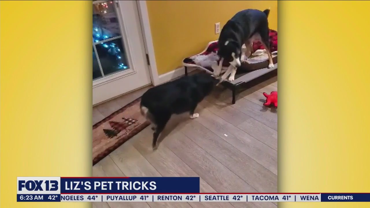 Liz's Pet Tricks for Monday, January 16