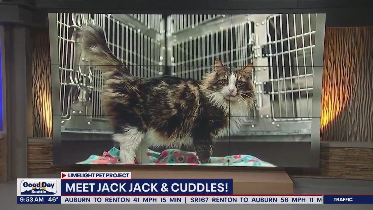 Pet of the Week: Jack Jack & Cuddles