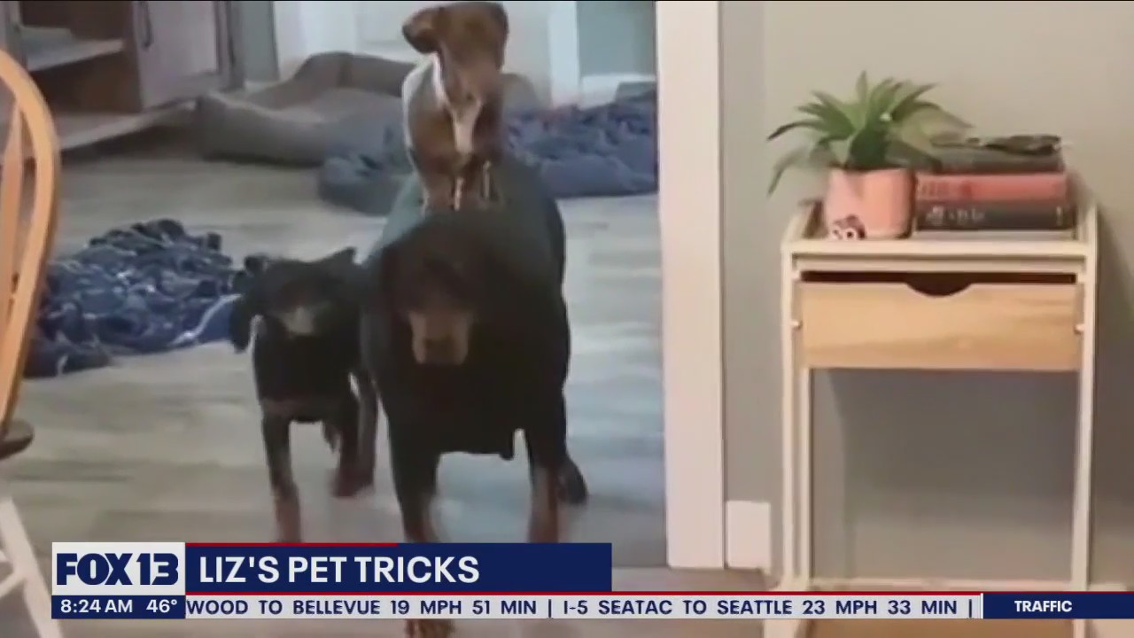 Liz's Pet Tricks for Wednesday, January 18