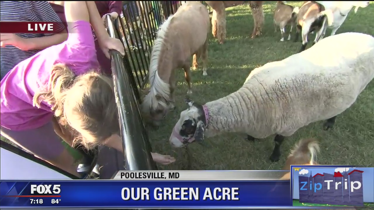 Zip Trip Poolesville: Our Green Acre petting zoo