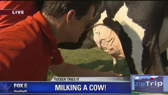 Zip Trip Poolesville: Tucker milks a cow