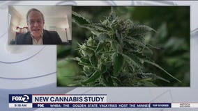 Conversation with senior author of a recent UCSF study that found possible heart impacts from marijuana use