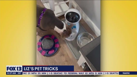 Liz's Pet Tricks for Tuesday, January 24
