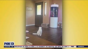 Liz's Pet Tricks for Wednesday, January 25