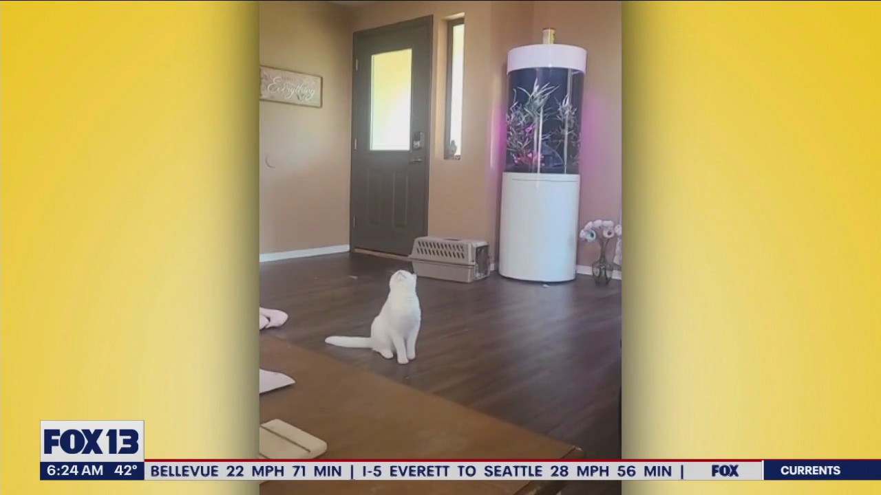 Liz's Pet Tricks for Wednesday, January 25