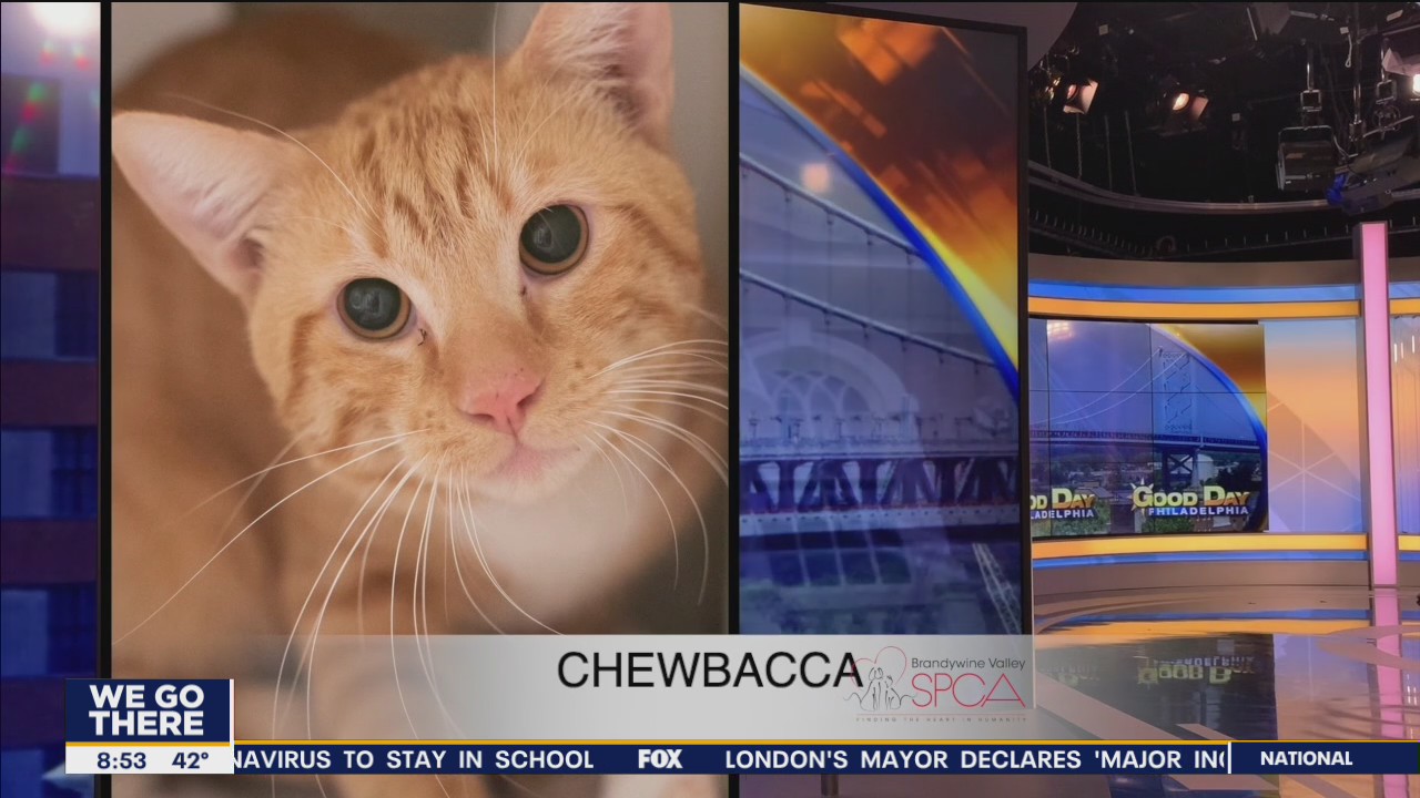 FurEver Home: Dec. 19, 2021