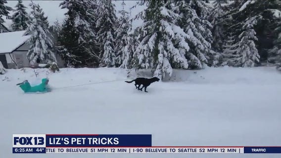 Liz's Pet Tricks for Friday, January 27