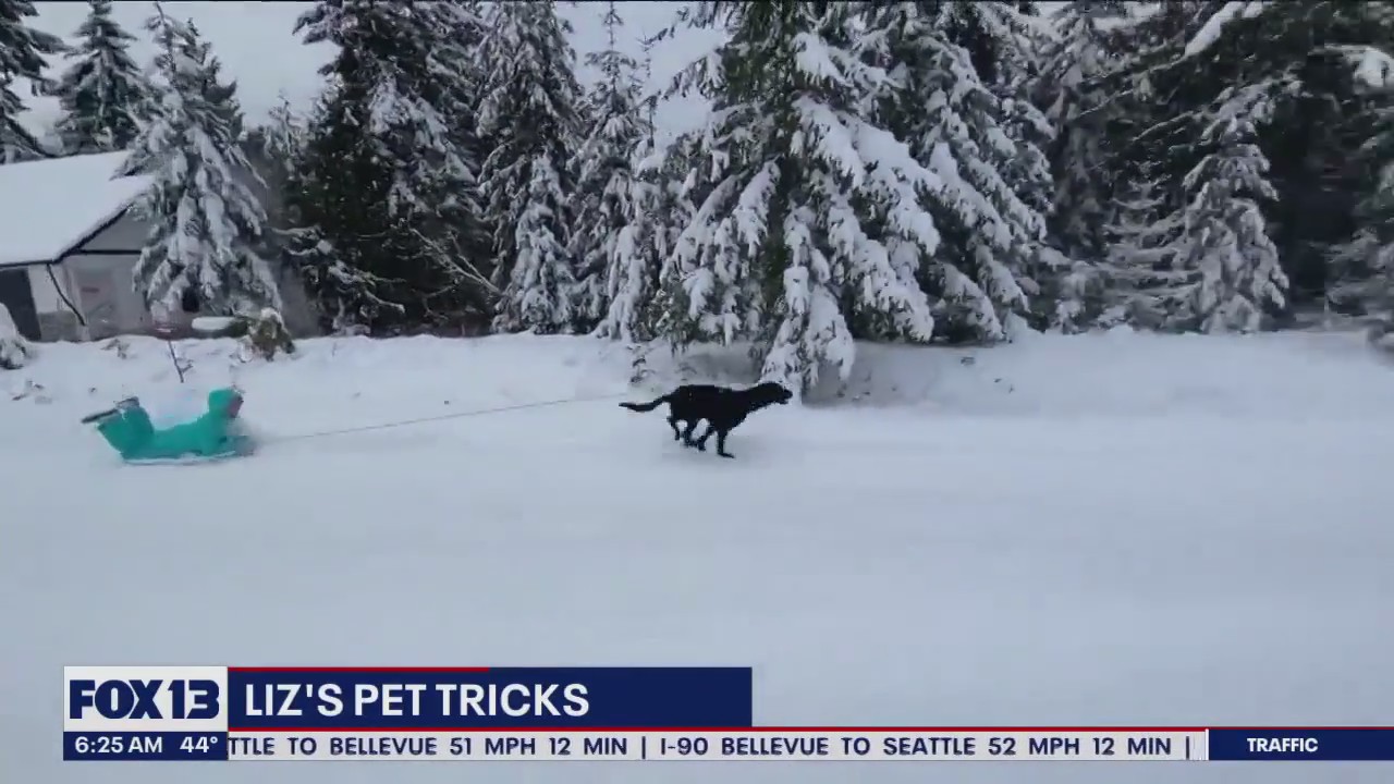 Liz's Pet Tricks for Friday, January 27