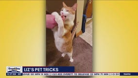 Liz's Pet Tricks for Thursday, January 26