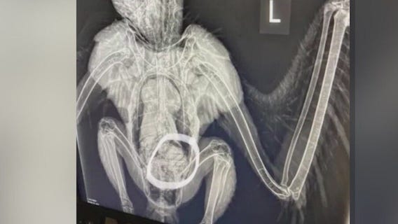 Too fat to fly? Eagle thought to be hurt is OK