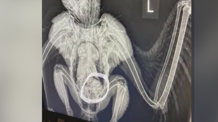 Too fat to fly? Eagle thought to be hurt is OK