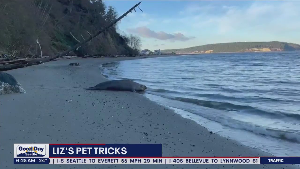 Liz's Pet Tricks for Monday, Jan. 30