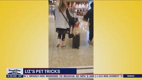 Liz's Pet Tricks for Tuesday, January 31