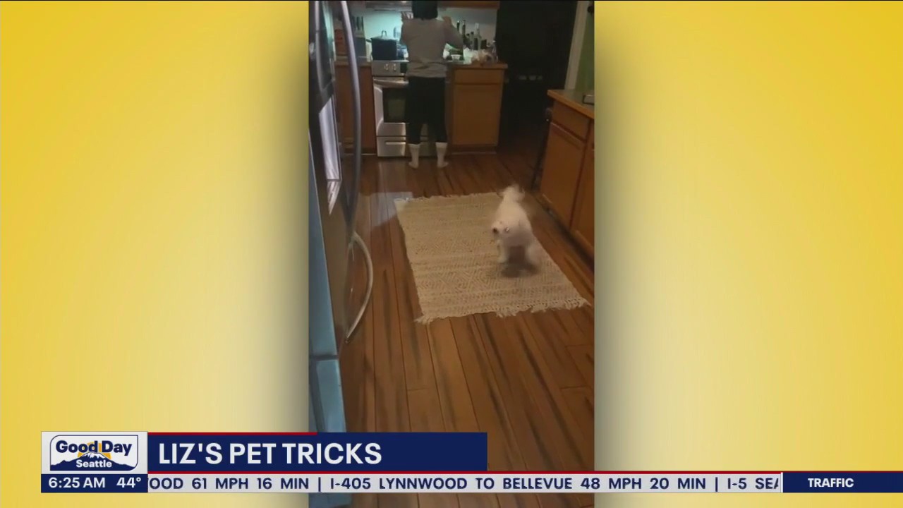 Liz's Pet Tricks for Tuesday, February 7