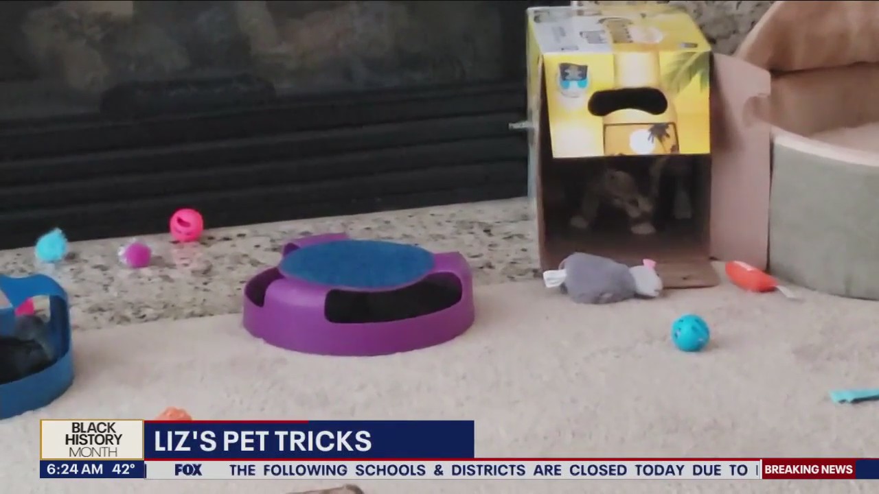 Liz's Pet Tricks for Monday, February 6