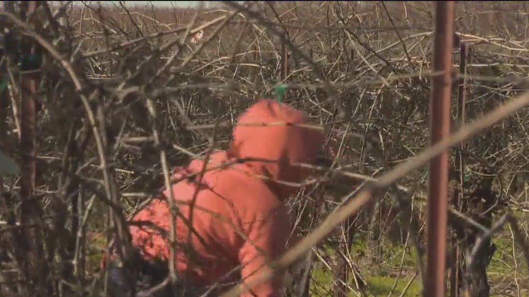 Trump considers putting stop to ICE raids at farms