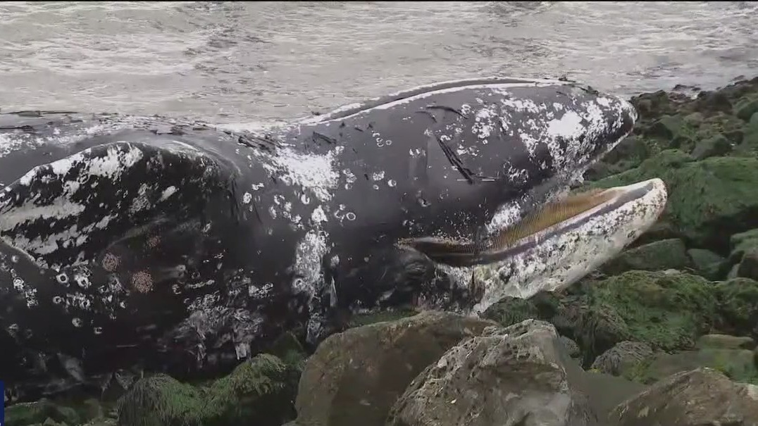 Dead whale washes ashore in Richmond