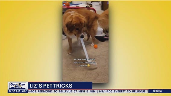 Liz's Pet Tricks for Friday, February 10