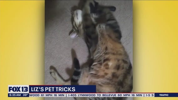 Liz's Pet Tricks for Wednesday, February 8