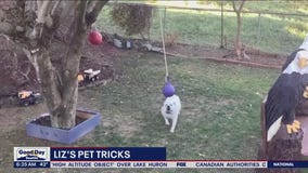 Liz's Pet Tricks for Monday, February 13