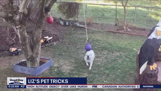 Liz's Pet Tricks for Monday, February 13