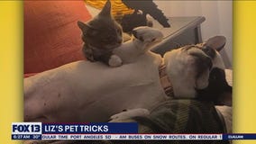 Liz's Pet Tricks for Tuesday, February 14