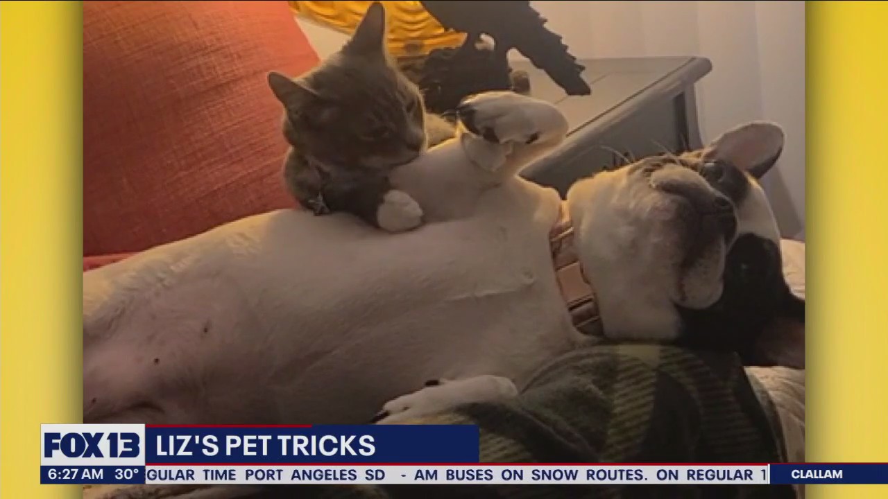Liz's Pet Tricks for Tuesday, February 14
