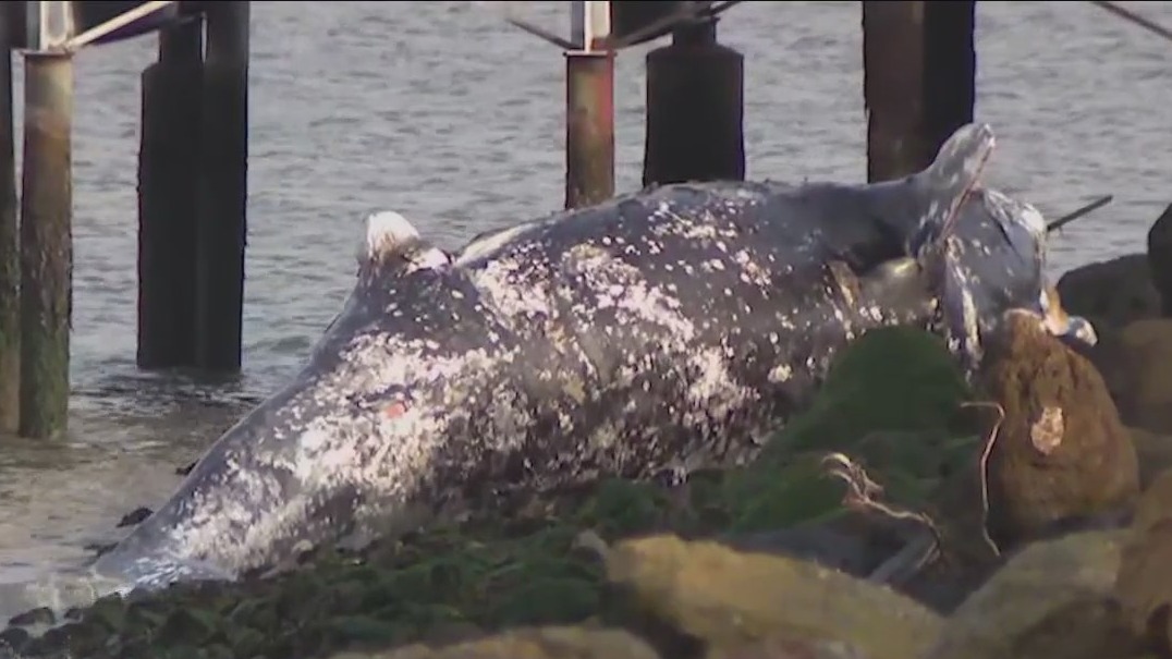 Two gray whales found dead in Richmond just 48 hours apart