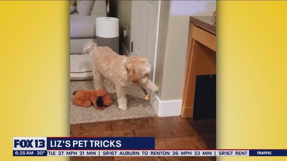 Liz's Pet Tricks for Wednesday, February 15