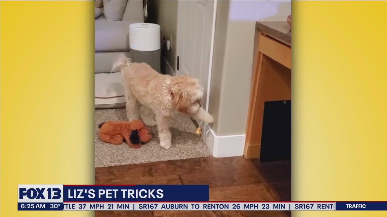 Liz's Pet Tricks for Wednesday, February 15