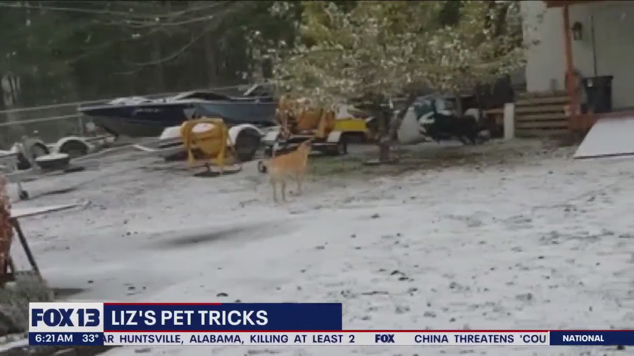 Liz's Pet Tricks for Thursday, February 16