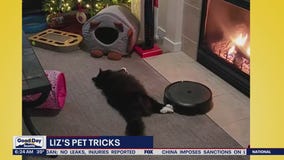 Liz's Pet Tricks for Friday, February 17
