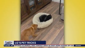 Liz's Pet Tricks for Monday, February 20