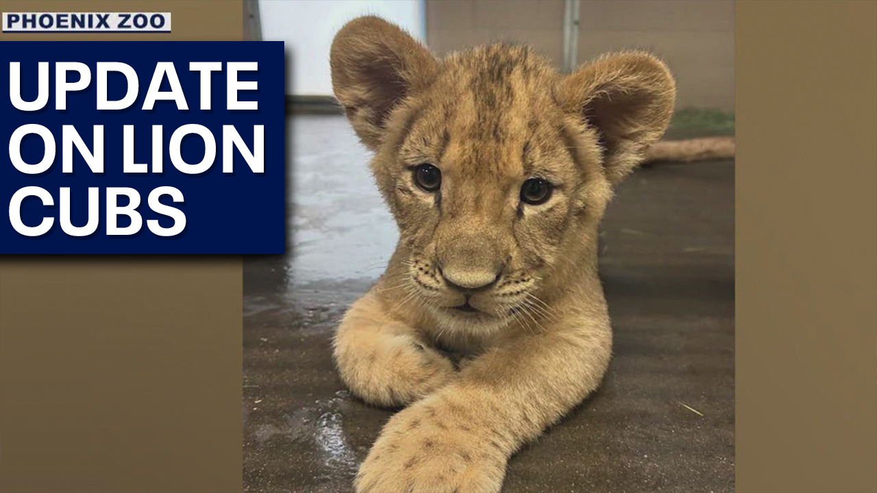 Phoenix Zoo lion cubs expected to debut in October