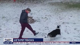 Liz's Pet Tricks for Tuesday, February 21